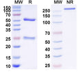 SDS-PAGE for Anti-T4/Thyroxine Antibody (D11)