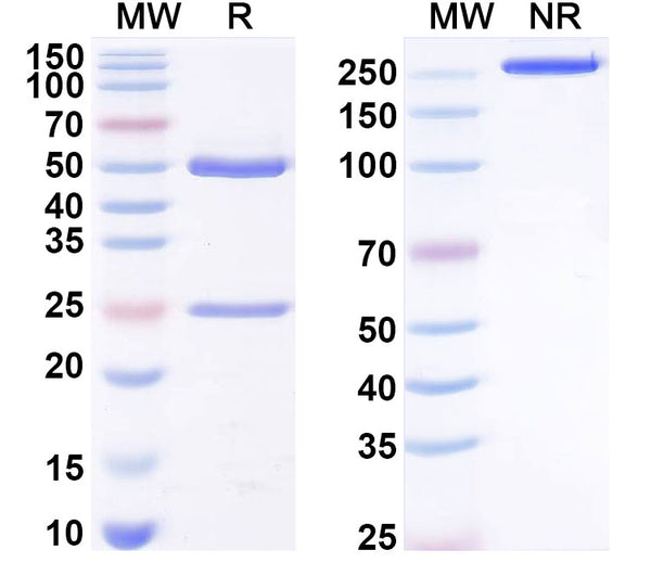 SDS-PAGE for Anti-T3/Liothyronine Antibody (SAA2030).