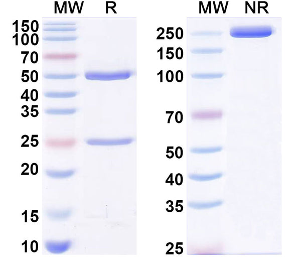 SDS-PAGE for Anti-T3/Liothyronine Antibody (SAA2031).