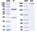 SDS-PAGE for Anti-Glycosaminoglycans/GAGs Antibody (SAA2199)