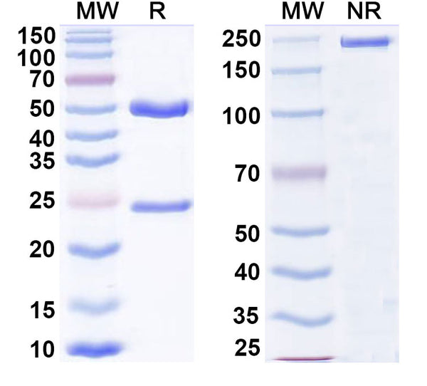 SDS-PAGE for Anti-Glycosaminoglycans/GAGs Antibody (SAA2199)