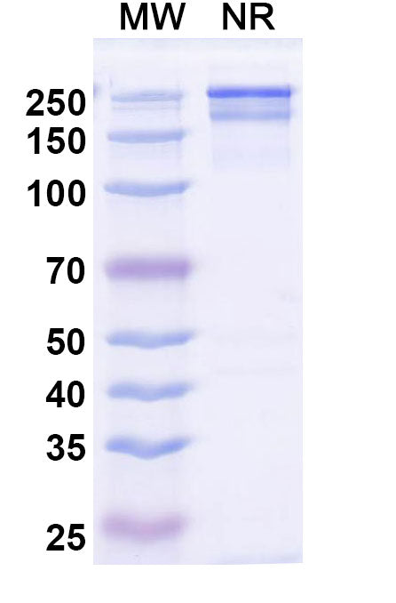 SDS-PAGE for Anti-DOTA (metal-bound) Antibody (2D12.5)
