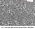 Immortalized Canine Skin Microvascular Endothelial Cells (CSkMEC) | Applied Biological Materials (abm)