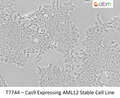 Cas9 Expressing AML12 Stable Cell Line – Figure 1 of 1