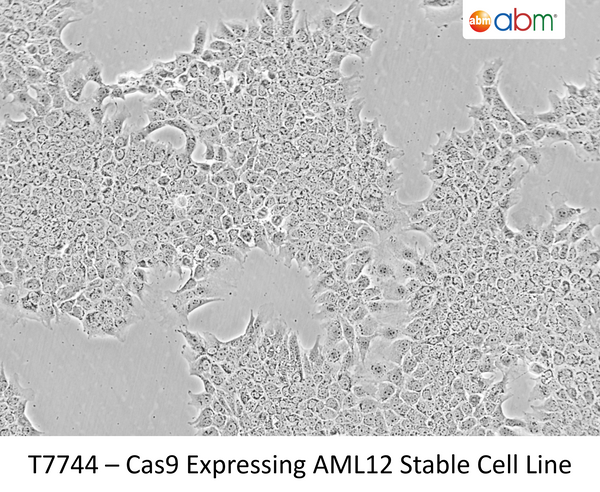 Cas9 Expressing AML12 Stable Cell Line – Figure 1 of 1