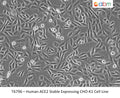 Human ACE2 Stable Expressing CHO-K1 Cell Line | Applied Biological Materials (abm)