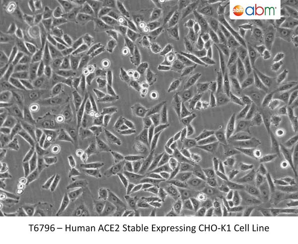 Human ACE2 Stable Expressing CHO-K1 Cell Line | Applied Biological Materials (abm)