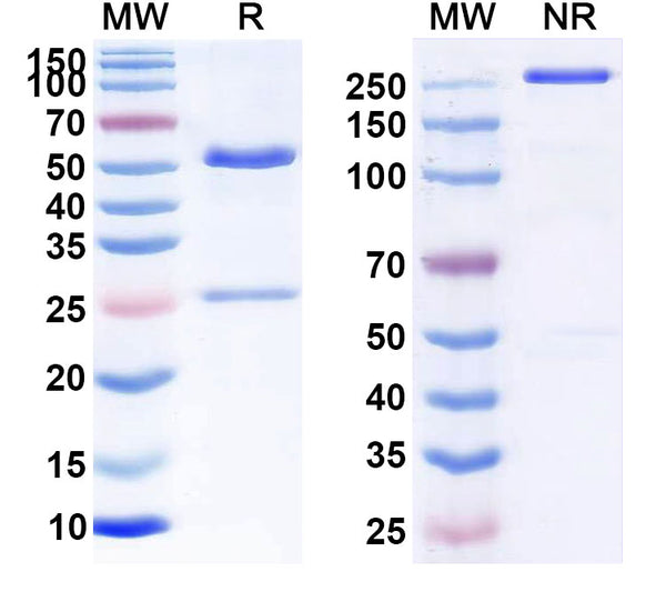 Anti-Staphylococcus Epidermidis Lipoteichoic Acid Reference Antibody (Pagibaximab) – Figure 1 of 1