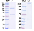 SDS-PAGE for Anti-Avi-tag Monoclonal Antibody (1A218)