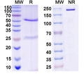 SDS-PAGE for Anti-DNA Antibody (2F7)