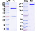 SDS-PAGE for Anti-DNA Antibody (V88)