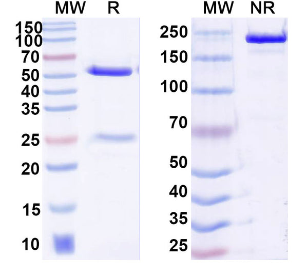 SDS-PAGE for Anti-DNA Antibody (V88)