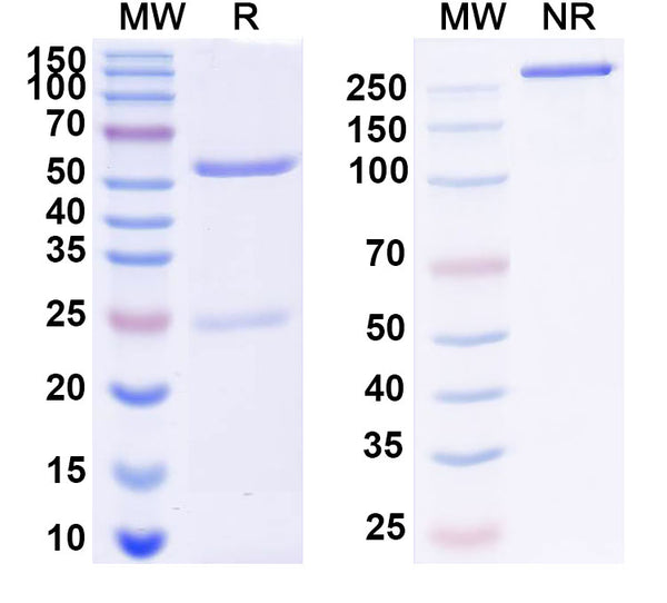 SDS-PAGE for Anti-Neu5Ac/O-sialic acid/Polysialic acid/PSA Antibody (OL.28)