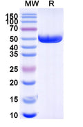 SDS-PAGE for Anti-AX/Amoxicillin Antibody (SAA0565).