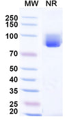 SDS-PAGE for Anti-AX/Amoxicillin Antibody (SAA1482)