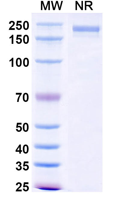 Anti-Ganglioside GD2 Reference Antibody (Dinutuximab) – Figure 1 of 1