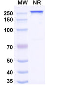 Anti-Ganglioside GD2 Reference Antibody (Naxitamab) – Figure 1 of 1