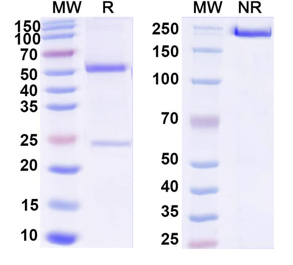 SDS-PAGE for Anti-Ganglioside GD2 Antibody (14G2a).