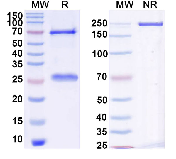 Research Grade Naxitamab – Figure 1 of 1