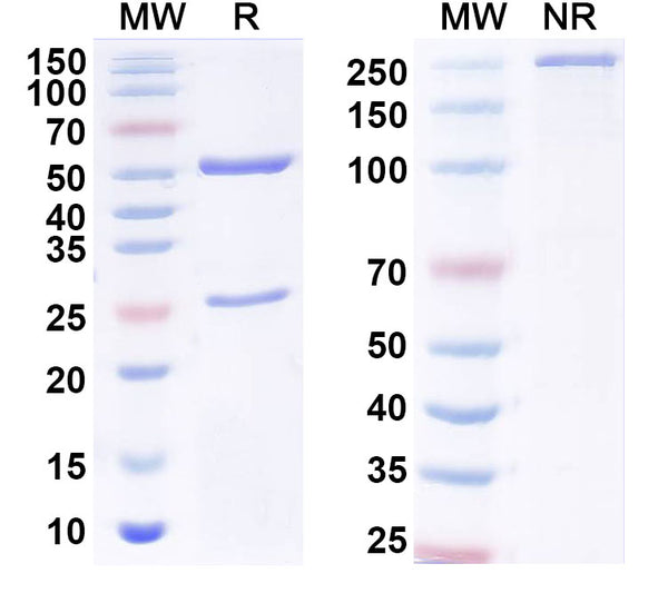 SDS-PAGE for Anti-Ganglioside GD2 Antibody (AB527)