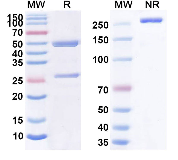 Anti-Ganglioside GD2 Reference Antibody (Morab-028) – Figure 1 of 1