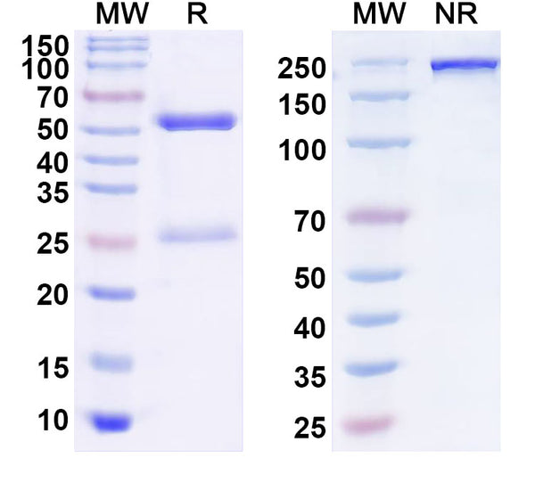 SDS-PAGE for Anti-EGFP Monoclonal Antibody (1A190)