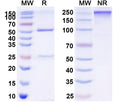 SDS-PAGE for Anti-GFP Tag Antibody (N86/8R)