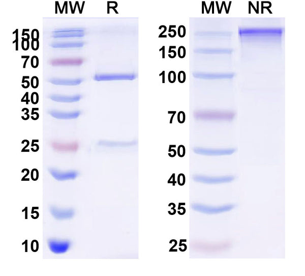 SDS-PAGE for Anti-GFP Tag Antibody (N86/8R)