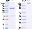 SDS-PAGE for Anti-dsRNA Antibody (10G1)