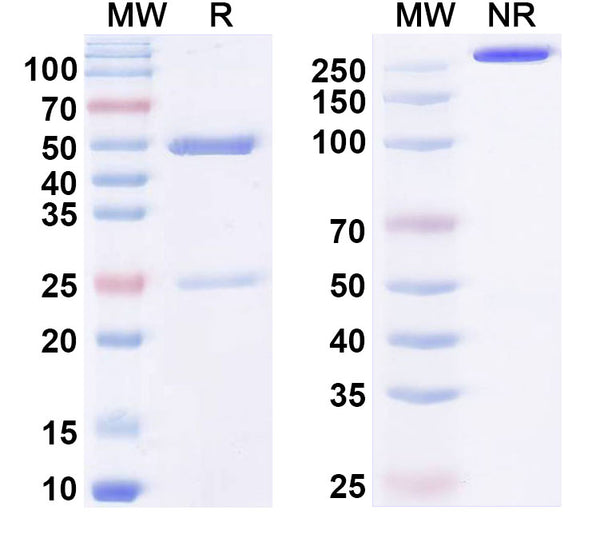 SDS-PAGE for Anti-dsRNA Antibody (10G1)