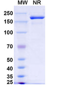 SDS-PAGE for Anti-dsRNA Antibody (9D5).