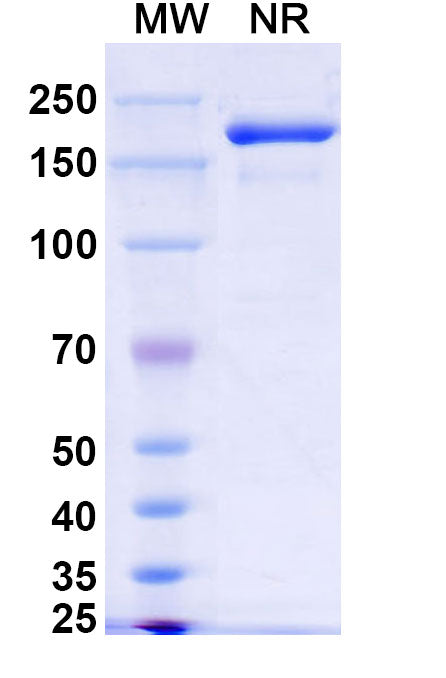 SDS-PAGE for Anti-dsRNA Antibody (9D5).
