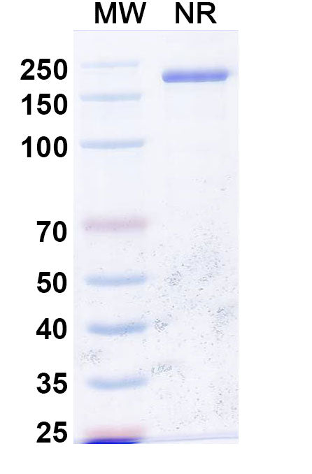 SDS-PAGE for Anti-dsRNA Antibody (J2)