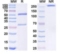 SDS-PAGE for Anti-dsRNA Antibody (K2)