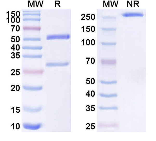 SDS-PAGE for Anti-dsRNA Antibody (K2)