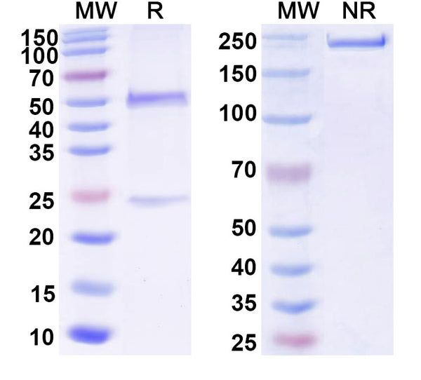 SDS-PAGE for Anti-DNA Antibody (16/6#)
