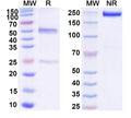 SDS-PAGE for Anti-DNA Antibody (BKV39)
