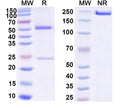 SDS-PAGE for Anti-DNA Antibody (H72)