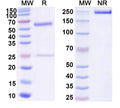 SDS-PAGE for Anti-DNA Antibody (BW9-8)