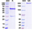 SDS-PAGE for Anti-DNA Antibody (BW24-60)