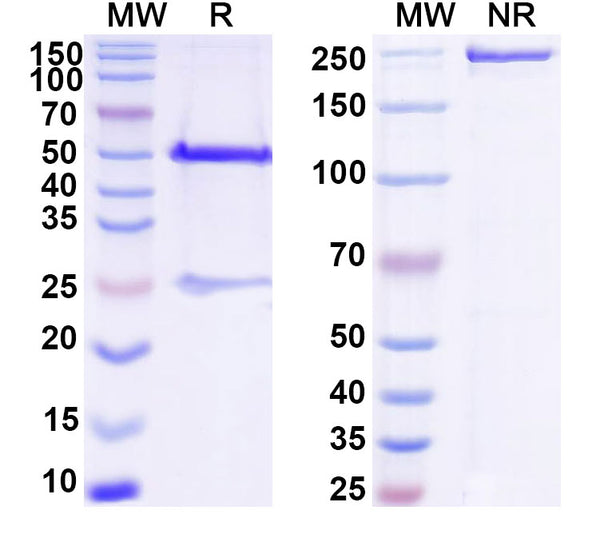 SDS-PAGE for Anti-DNA Antibody (BW24-60)