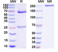 SDS-PAGE for Anti-DNA Antibody (BW24-P23)
