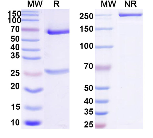 SDS-PAGE for Anti-DNA Antibody (BW24-P23)
