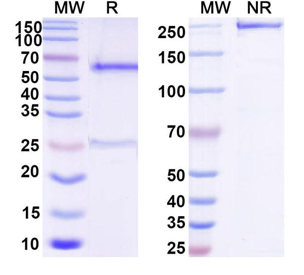 SDS-PAGE for Anti-DNA Antibody (T33-4)