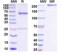 SDS-PAGE for Anti-DNA Antibody (T33-17)
