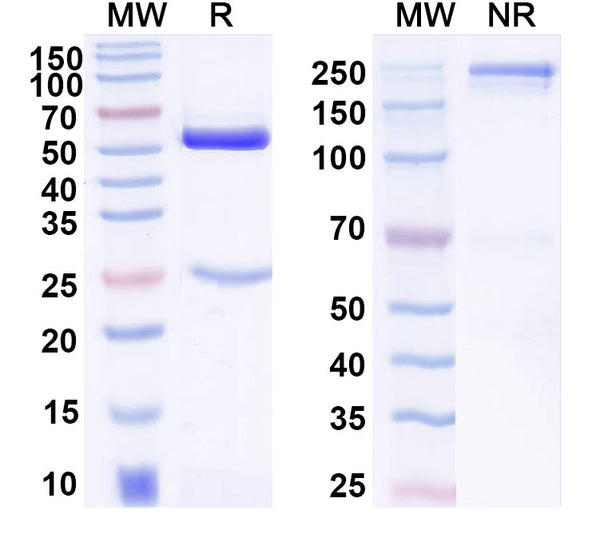 SDS-PAGE for Anti-DNA Antibody (F7-7)