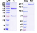 SDS-PAGE for Anti-DNA Antibody (F-423)