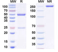 SDS-PAGE for Anti-dsDNA/ssDNA Antibody (3D8).