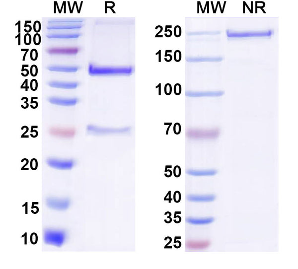 SDS-PAGE for Anti-DNA Antibody (ED-10)