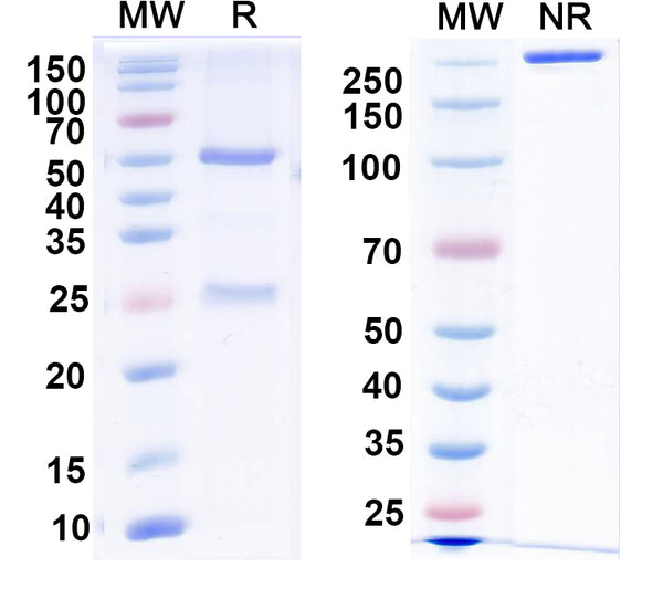 SDS-PAGE for Anti-DNP/2,4-dinitrophenol Antibody (U7.6)